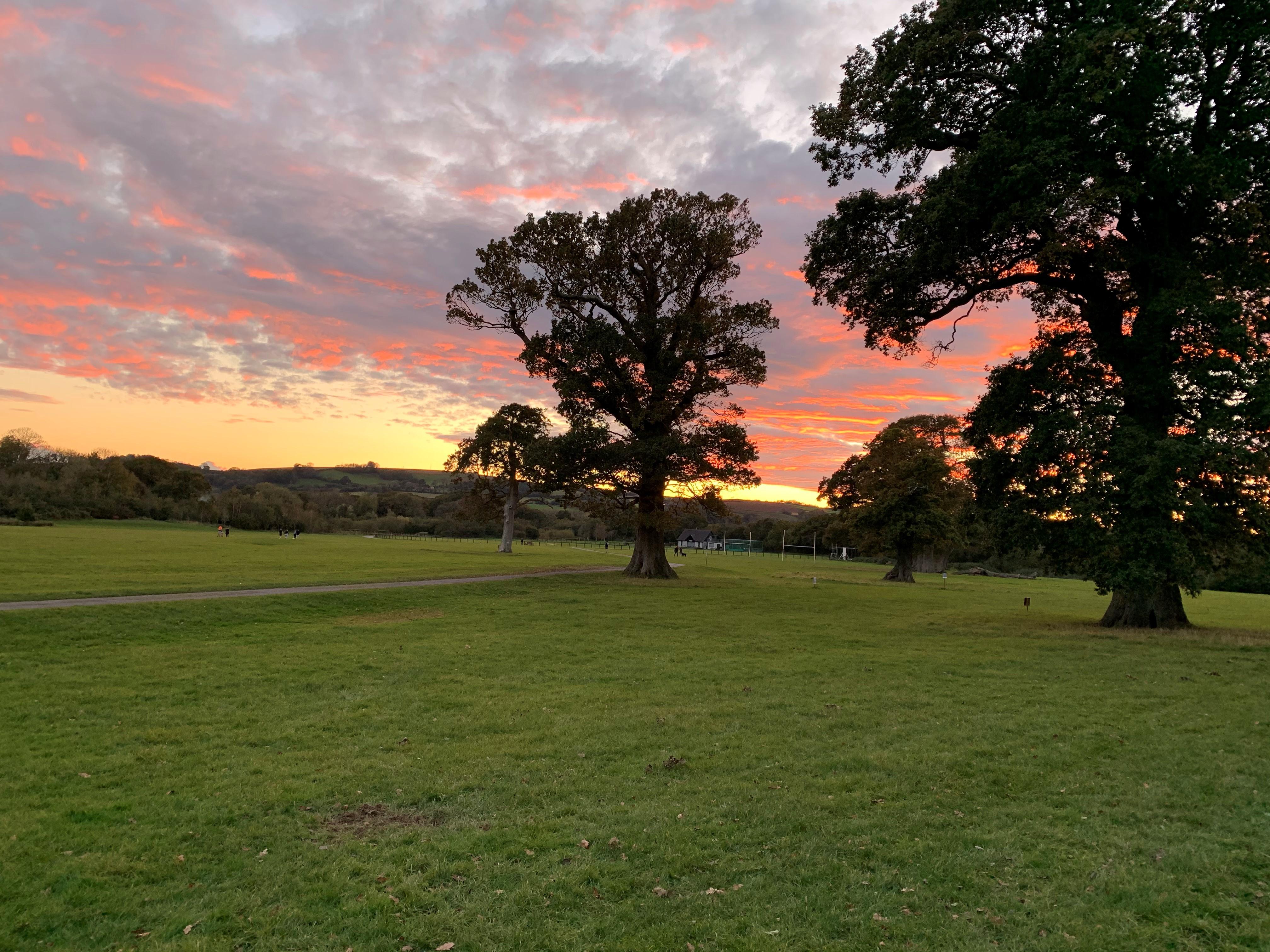 Oak trees at sunset in Filham Park